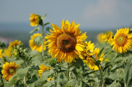 Bitki alan çayır
 çiçek Fotoğraf