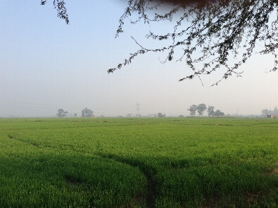 Landscape tree nature grass Photo