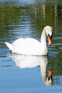 Water nature bird wing Photo