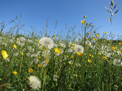 Nature grass plant field Photo