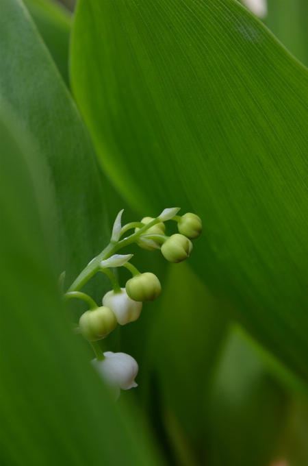 Nature grass plant photography