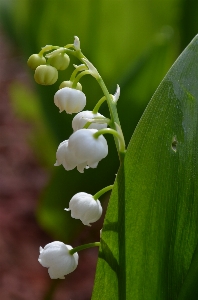 自然 花 植物 葉 写真