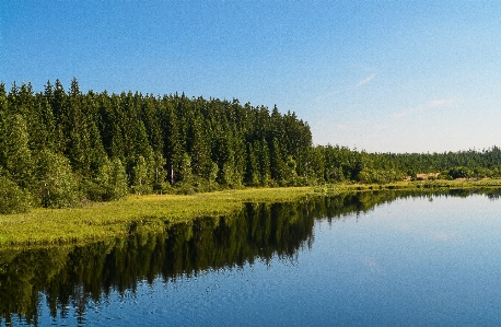 Landscape tree water forest Photo