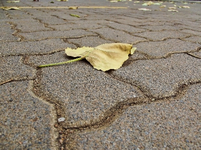 Foto Areia folha flor asfalto
