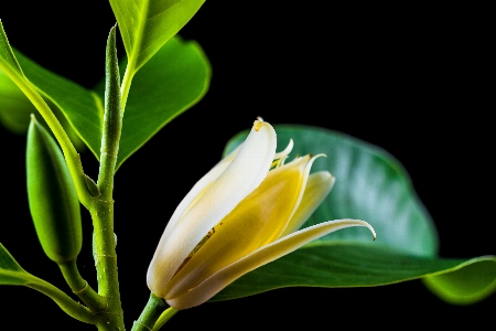 自然 开花 植物 叶子 照片