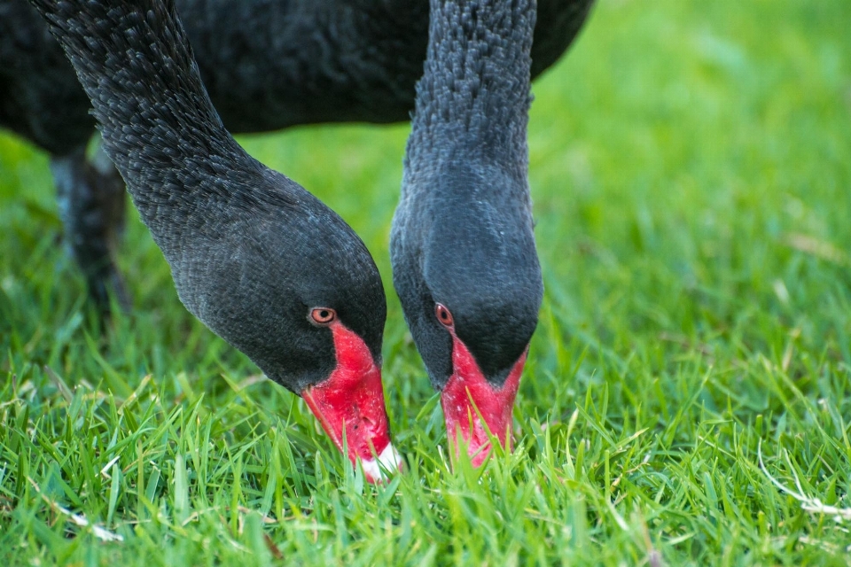 Grass bird lawn wildlife