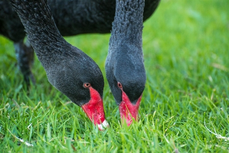 Grass bird lawn wildlife Photo