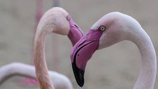 Foto Naturaleza pájaro bolígrafo animal