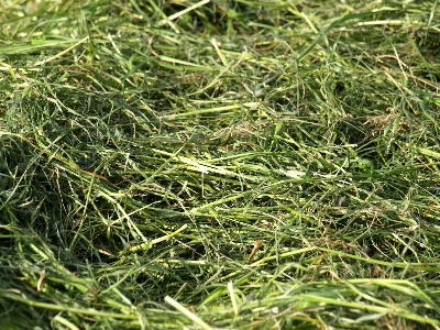 Grass plant hay lawn Photo