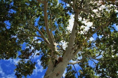 Tree nature forest branch Photo