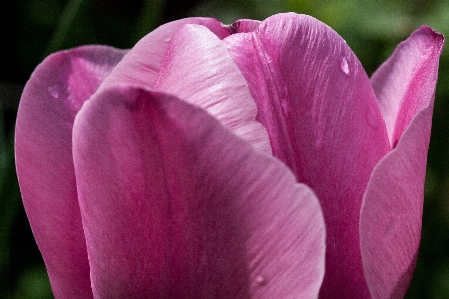 Nature blossom plant flower Photo