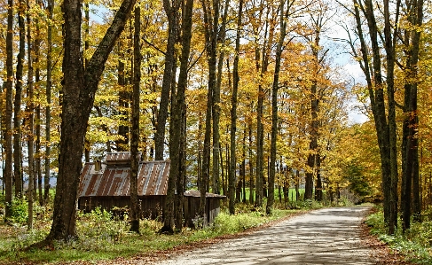 Landscape tree nature forest Photo