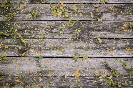 Tree plant wood texture Photo