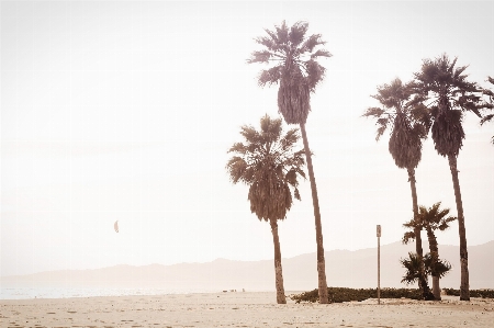 Beach sea coast tree Photo