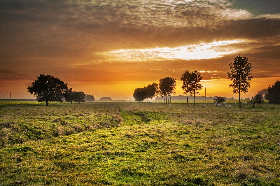 Paisagem árvore natureza grama