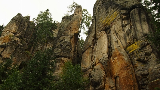 木 rock 砂岩
 形成 写真