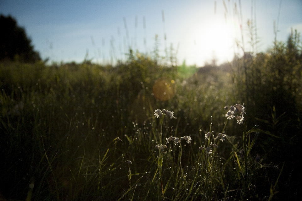 árvore natureza floresta grama