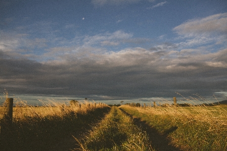 Landscape sea coast tree Photo