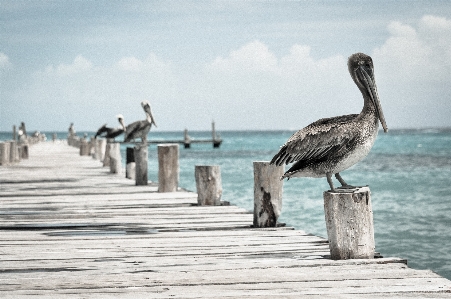 Beach sea coast water Photo