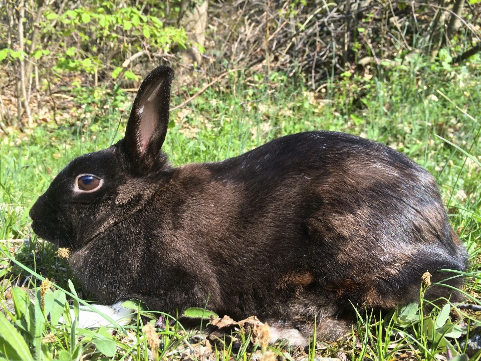 трава млекопитающее fauna кролик