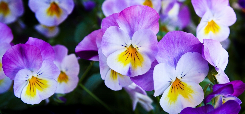 Natura pianta fiore viola