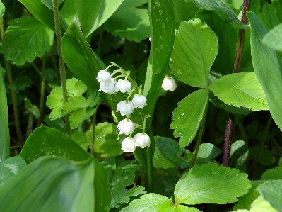 Blossom plant white leaf Photo