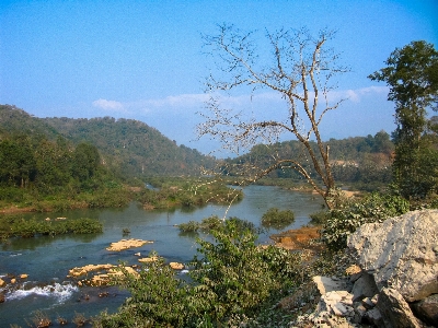 Foto Lanskap pohon air alam