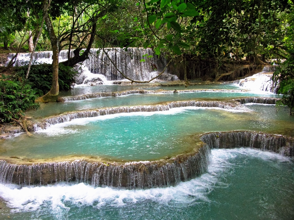 Water forest waterfall river