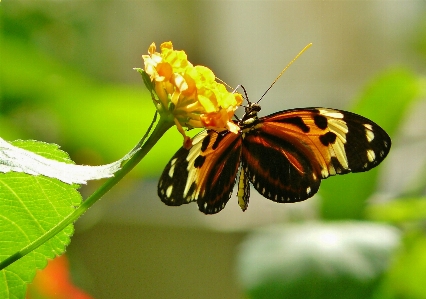 Foto Natureza florescer asa fotografia