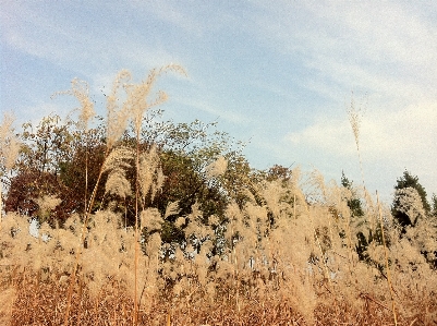 Landscape tree nature grass Photo