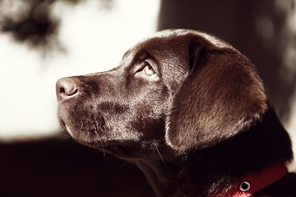 Cachorro perro canino
 mascota