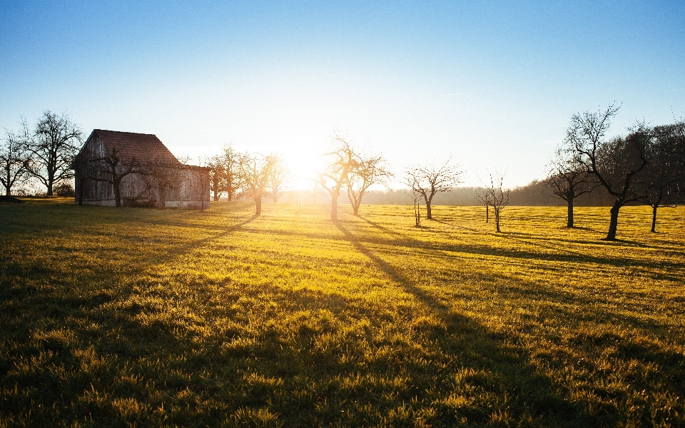 Landschaft baum natur gras