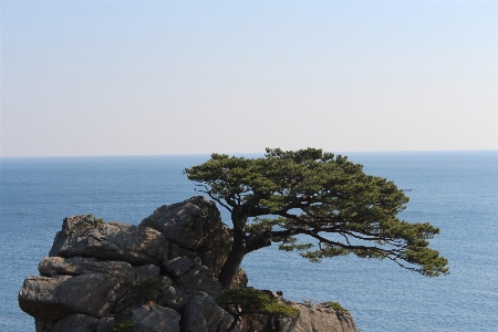 ビーチ 海 海岸 木 写真