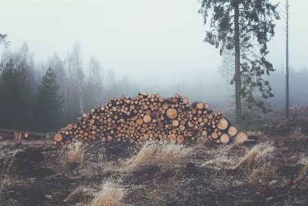 Foto Pohon alam hutan rumput