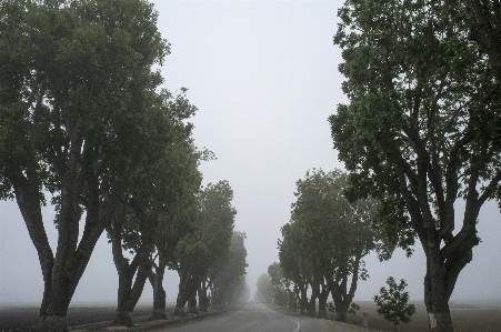 Tree plant fog road Photo