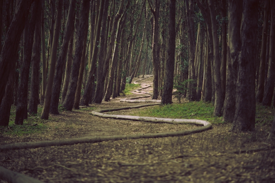 Landscape tree nature forest