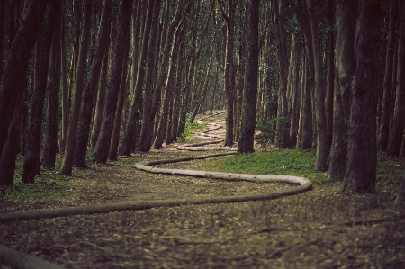 Landscape tree nature forest Photo