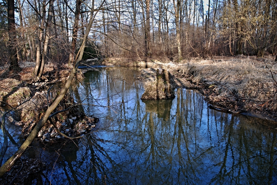 Arbre eau nature forêt