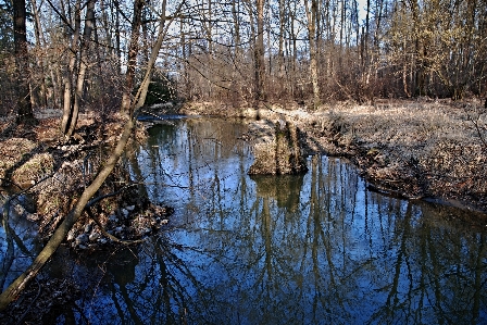 Tree water nature forest Photo