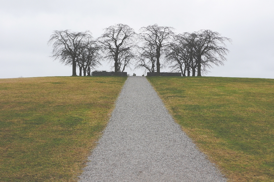 Paysage arbre chemin herbe