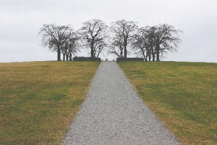 Landscape tree path grass Photo