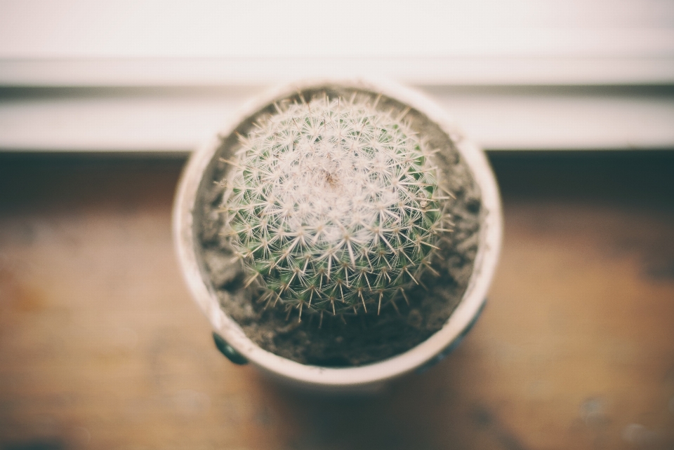 Hand cactus sharp plant