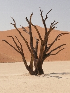 Foto Lanskap pasir cabang kayu