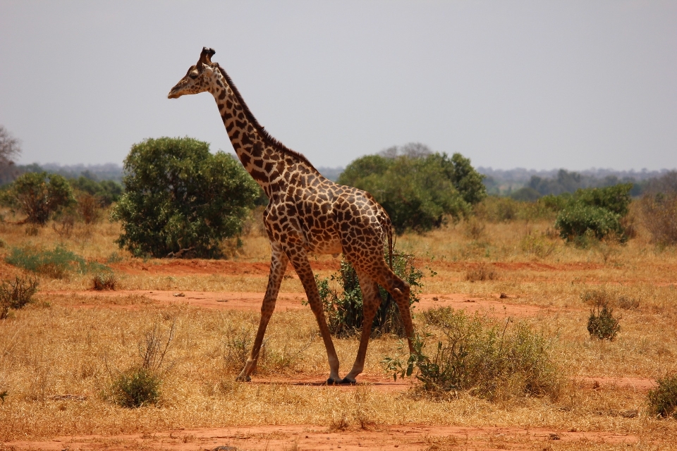 Pradaria
 aventura animais selvagens mamífero