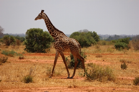 Prairie adventure wildlife mammal Photo