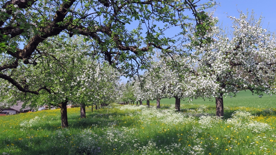 Paisaje árbol naturaleza césped