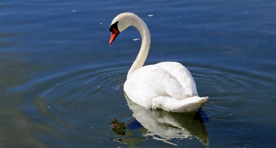 Foto Acqua natura uccello ala