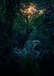 Landscape tree water nature Photo