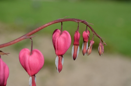 Blossom plant leaf flower Photo