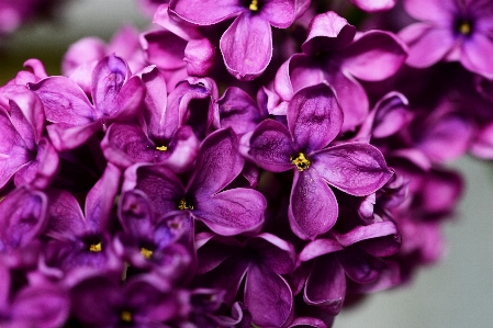 Blossom plant sweet flower Photo